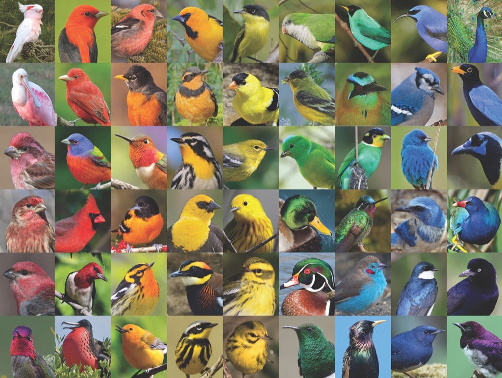 Rainbow of Birds