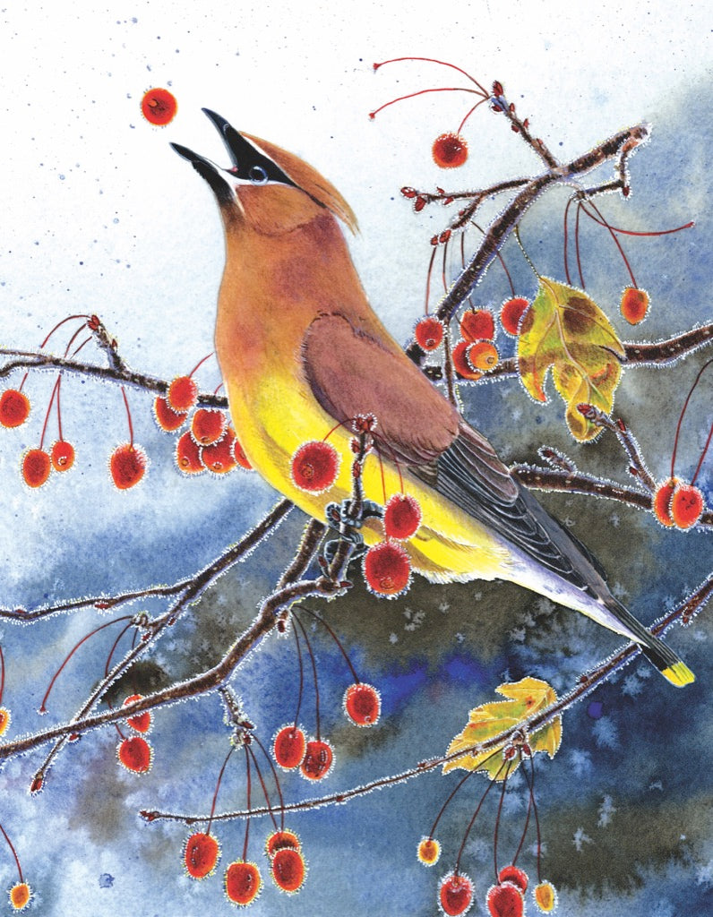 Cedar Waxwing Mini