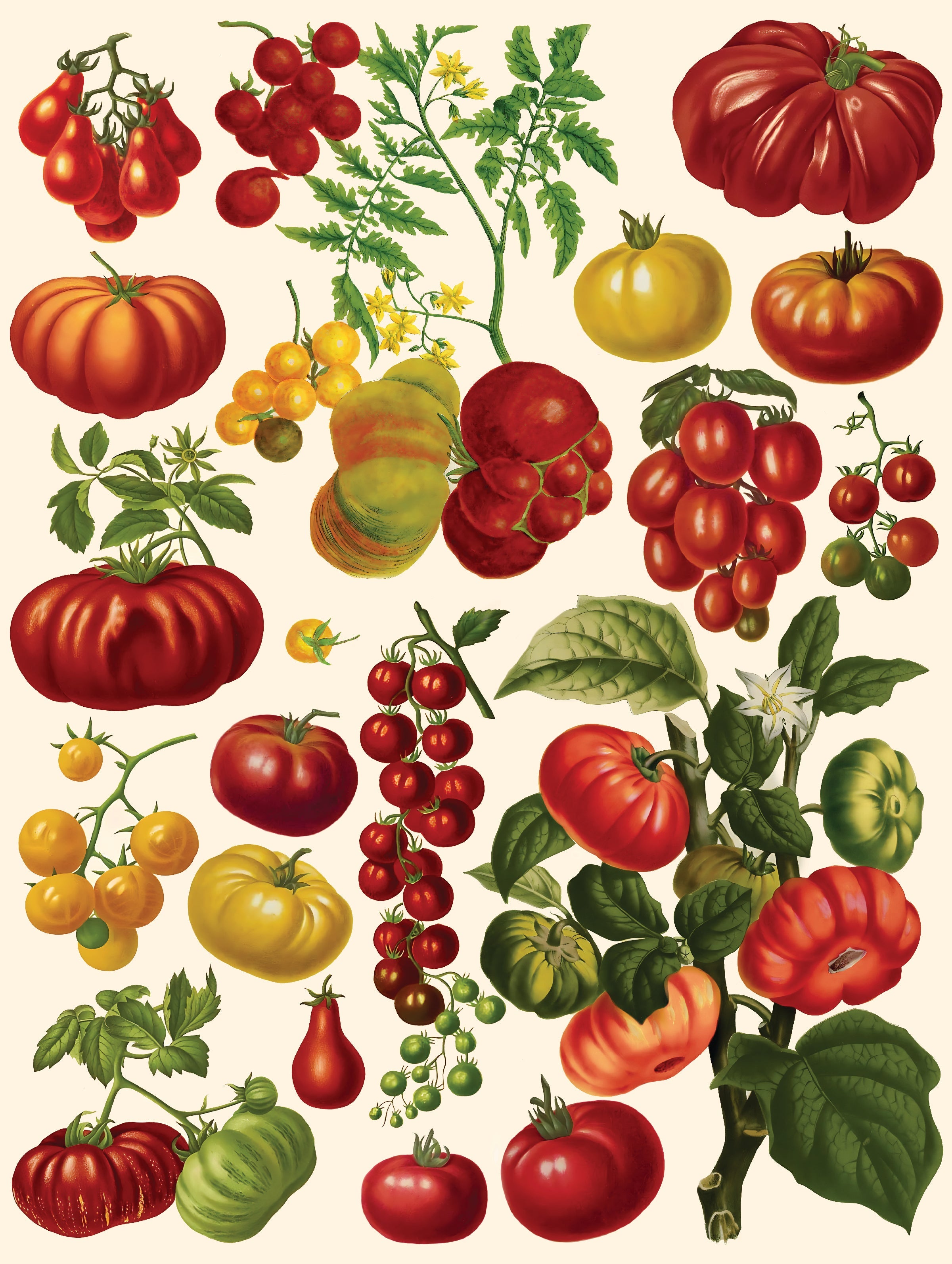 Tomatoes