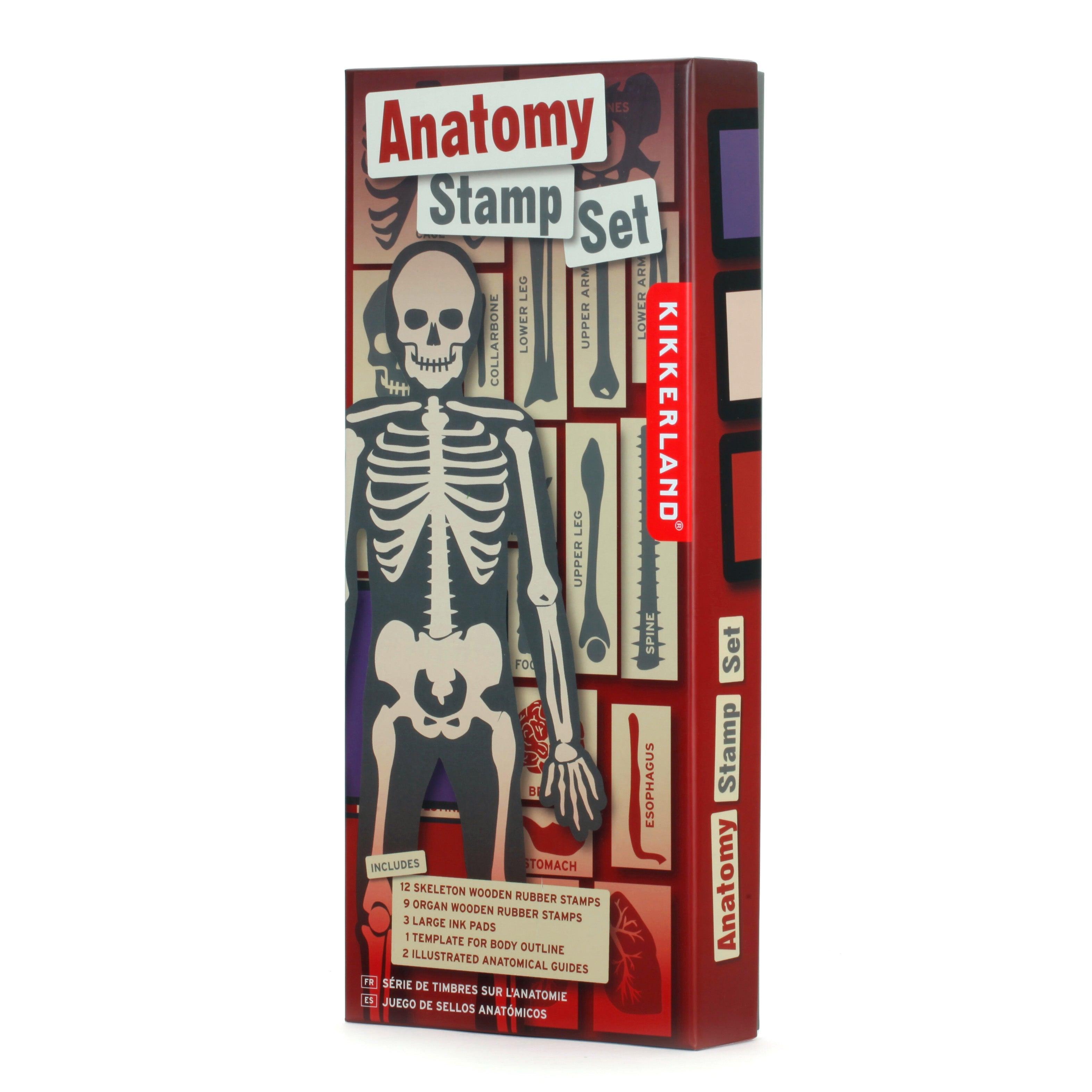 Anatomy Stamp Set - Why and Whale