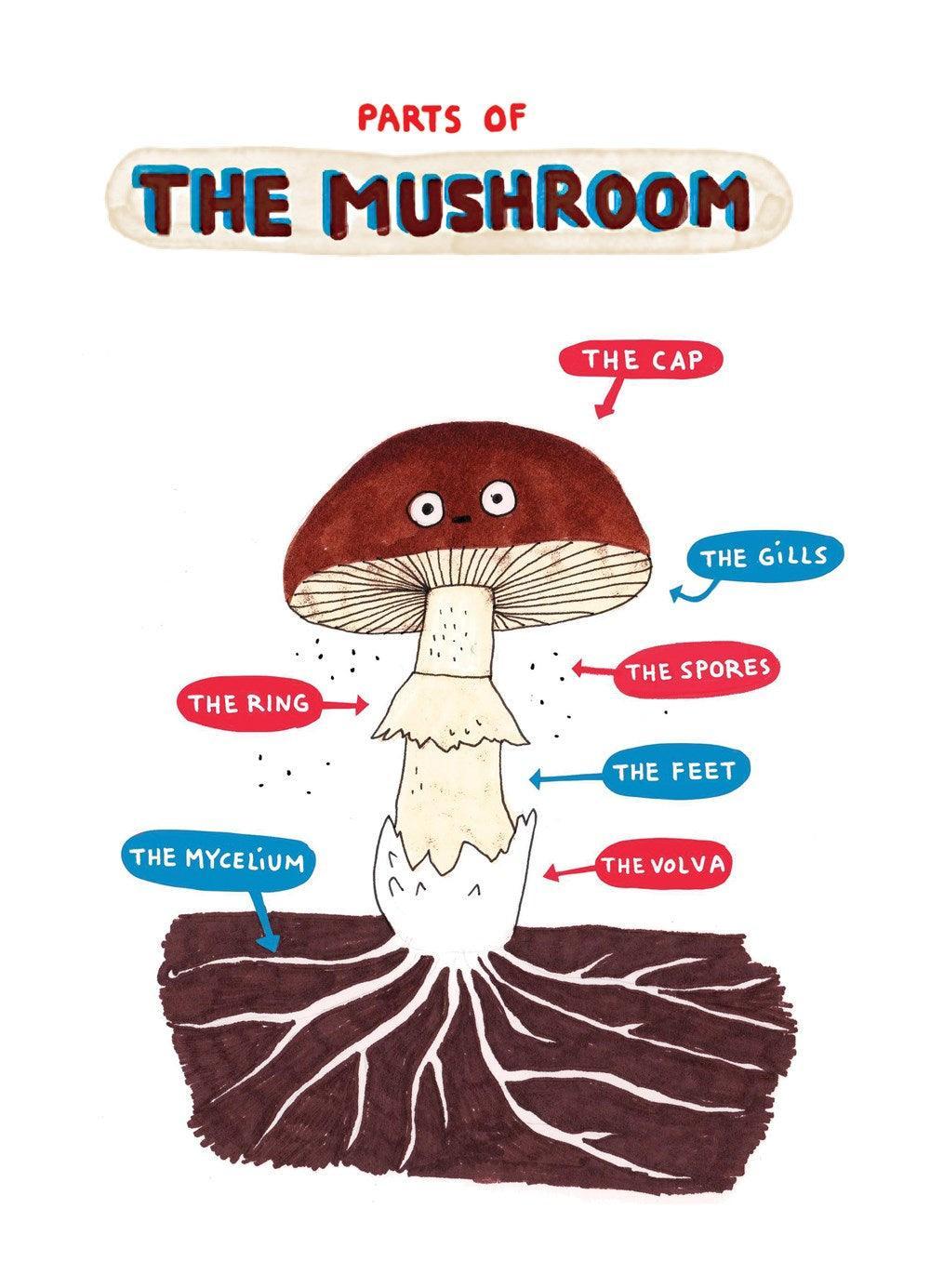 Mushroom Fan Club - Why and Whale