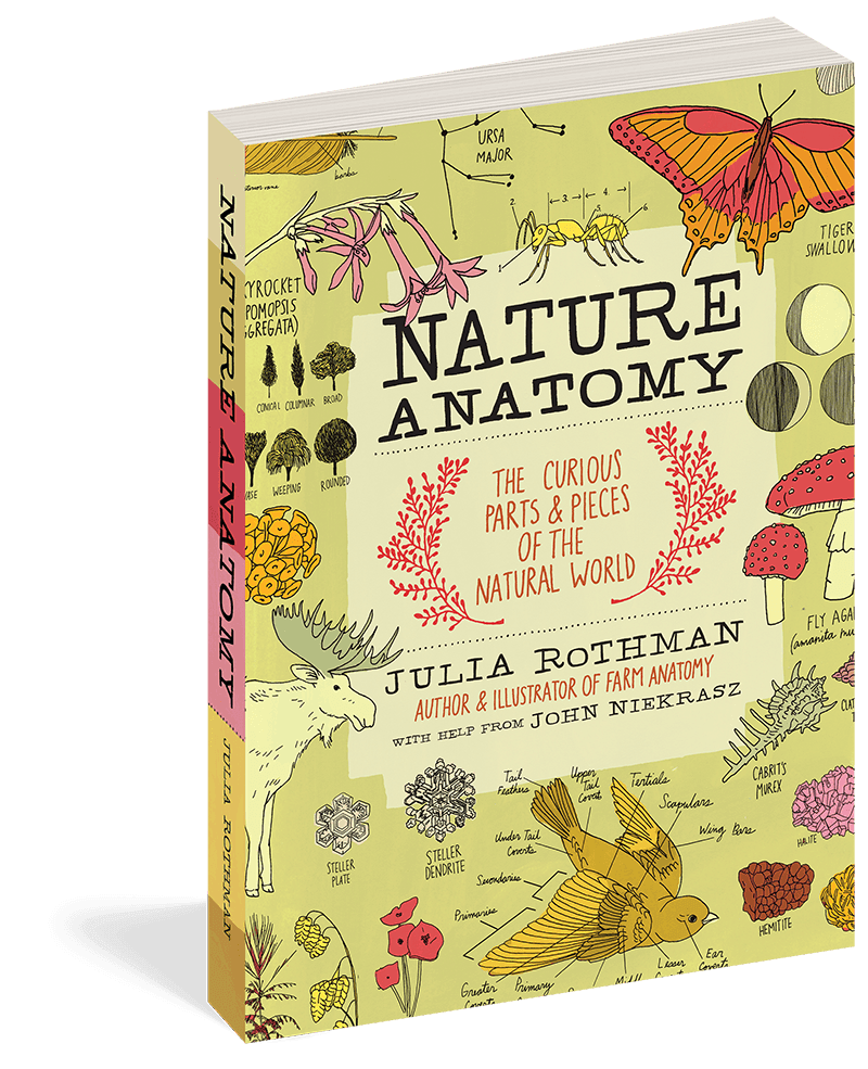 Nature Anatomy : The Curious Parts and Pieces of the Natural World - Why and Whale